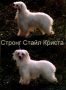 Strong Stael Krista Chinese Crested