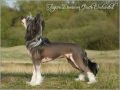 Taijan Dreamer Quite Enchanted Chinese Crested