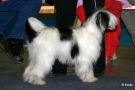 Chattanooga's Walk With Me Chinese Crested