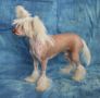 Maralou Time to love Bradwen Chinese Crested