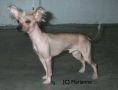 Ermi's Place Actionman Chinese Crested