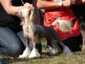 Parma Pastoral Chinese Crested