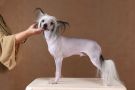 Shelcovij Shlejf Arctur Chinese Crested