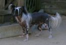 Special Edition Spots On The Move Chinese Crested
