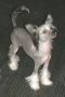 Quantara Jewels Moonglow Chinese Crested