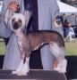Jewels Leap Of Faith Chinese Crested