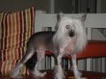 Del Sol's Silver Lining Chinese Crested
