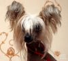 Irgen Gold Chio Chio San Chinese Crested