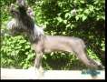 RCrested Preston Night Shadow Chinese Crested