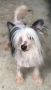 Silver Bluff Turn Back Time Chinese Crested