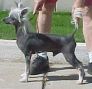 Moonswift Foreign Affair Chinese Crested