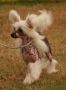 Lemiz Lady of The Manor for Souldrop JW Chinese Crested