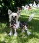 Be My Dog's Numptee Dumptee Chinese Crested