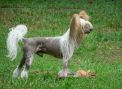 Nauset Maestro Who Done It Chinese Crested