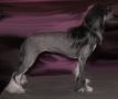 Spiritual Gangster of Love Chinese Crested