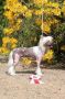 Smedbys Easy Question Chinese Crested