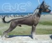 Great Promise EJC Chinese Crested