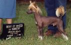 Unicorn's Sol-Orr Power Chinese Crested