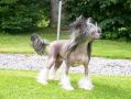 Callanderssons Indiana Chinese Crested
