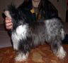 Shupa Chup's de la Fontaine aux Malfices Chinese Crested