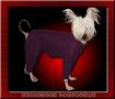 Friaborgs Dartagnan Chinese Crested