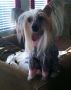 Gracieux Ooo Lala, DOM Chinese Crested