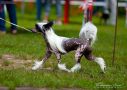 My Vanity Fair Image Of Style Chinese Crested