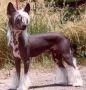 Sol-Orr's Unicorn Legend Chinese Crested