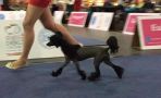 Anna Sky Kennel Very Wise Panther Chinese Crested