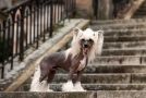 In My Soul von Shinbashi Chinese Crested