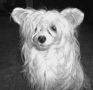 Debless One's Xiniag-Lina Chinese Crested