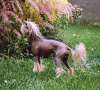 Kendo Modry Kvet Chinese Crested