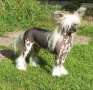 Chattanooga's Born To Be Loved Chinese Crested
