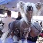 Chinacrest High Roller Chinese Crested