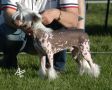 Beddi's Master Of The Game Chinese Crested