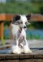 Premier Mari Charles Dow Chinese Crested