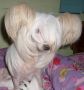 Queen Always the First Minodora Chinese Crested