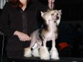 True Magnifisen Oskar the Key to Success Chinese Crested