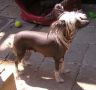 Adrica Brno-Frost Chinese Crested
