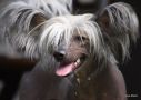 Rosetto Chinese Crested