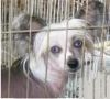 Mstical Once N A Blue Moon Chinese Crested