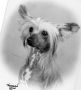 Omegaville I'm A Star For Habiba Chinese Crested