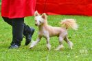 Sun Dan Red Devil Chinese Crested