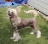 Chateau Blanche Sua Sponte Chinese Crested
