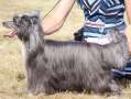 Clezel's Dawn Tera Chinese Crested