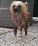 Cuckoo town's Twister Chinese Crested