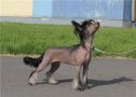 Melanies Rerity Marquise of Angels Chinese Crested