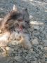 Ognenny Lotos Danusia PRA,PLL - clear Chinese Crested