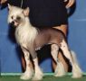 CH Ms Tical Star Dreamy Jazmine Chinese Crested