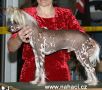 Bextry Modry kvet Chinese Crested